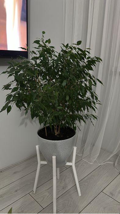 Фикус Бенджамина в керамическом горшке