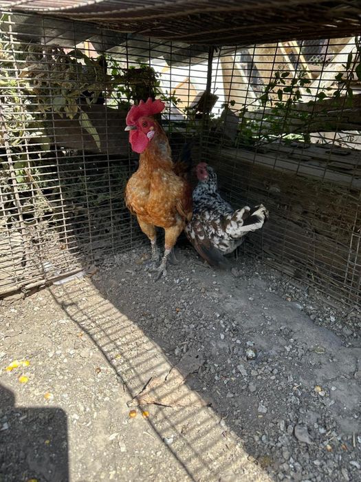 Продам пару бендамок