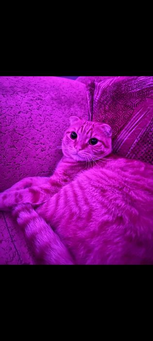 Отдам котика в добрые руки!