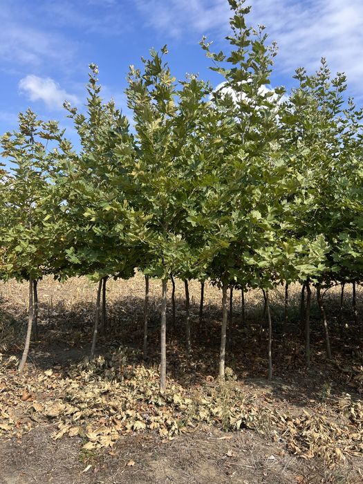 Platan englezesc 2m - 5m circumferinta 10 - 20 livram oriunde in tara