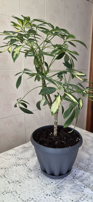 Шеффлера древовидная, сорт Герда.