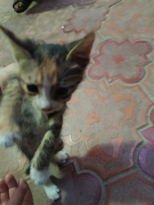 Котята  в добрые руки