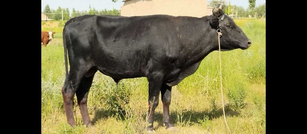 Qoramol hoʻkkiz sifati va oʻtxoʻr