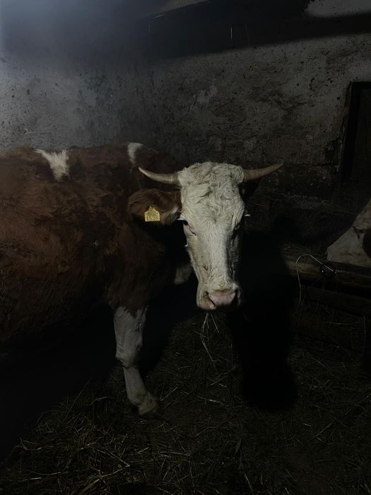 Văcuță la a doua fătare