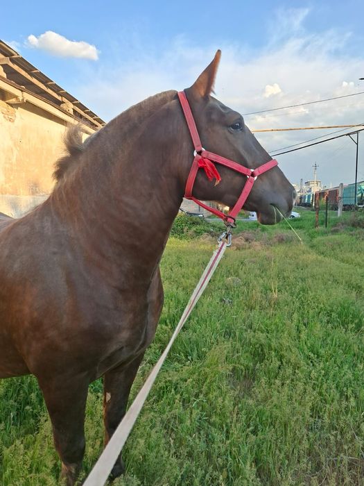 Продам супер кобылу хорошая