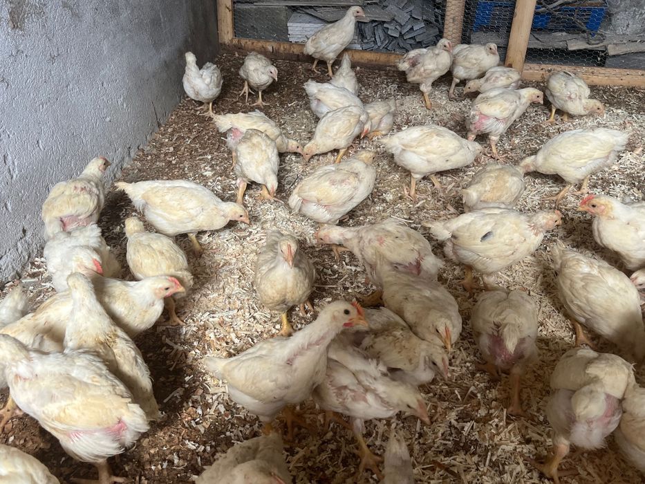 Продавам бройлерни пилета