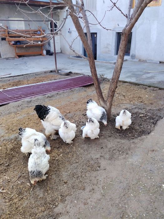 Brama tuxum sotiladi