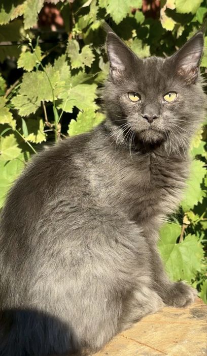 Мейн-Кун котенок мальчик