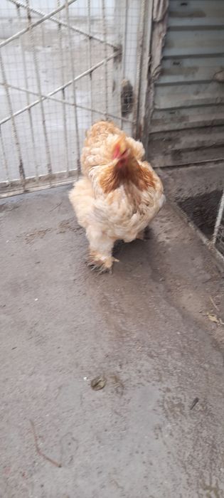 Кох товук тухумлари сотилади