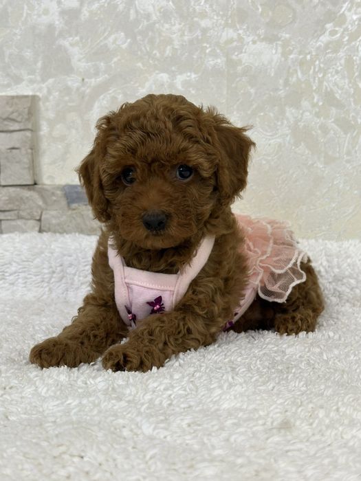 Poodle mini toy pedigree