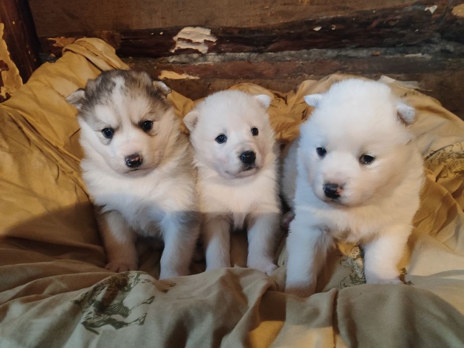 В продаже хасята