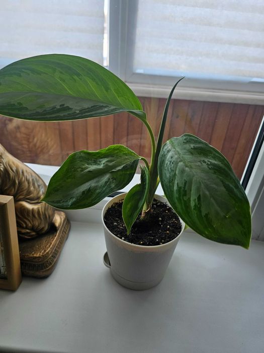 Аглаонема Silver