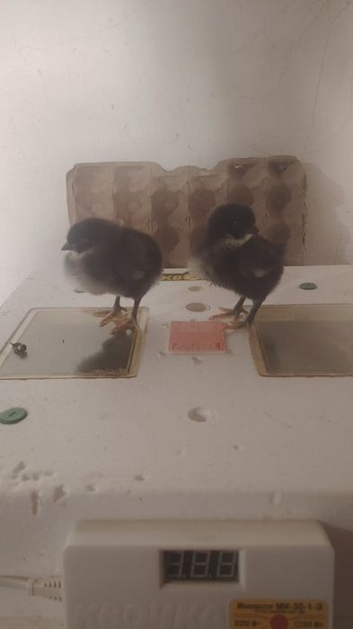 Суточные цыплята гиганты на апрель месяц