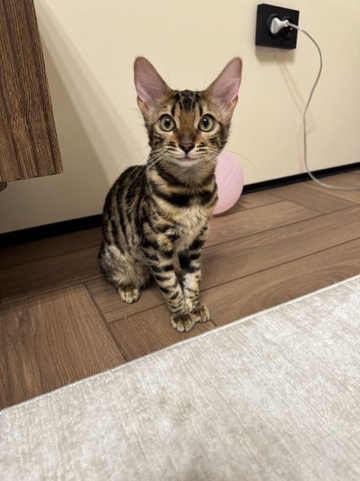 Котенок бенгал 4 месяца, девочка