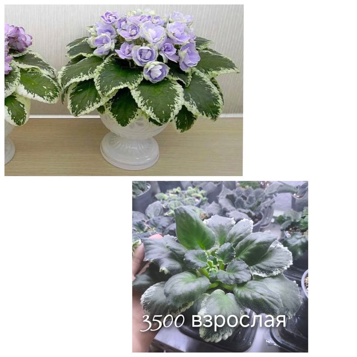 Фиалки сортовые взрослые