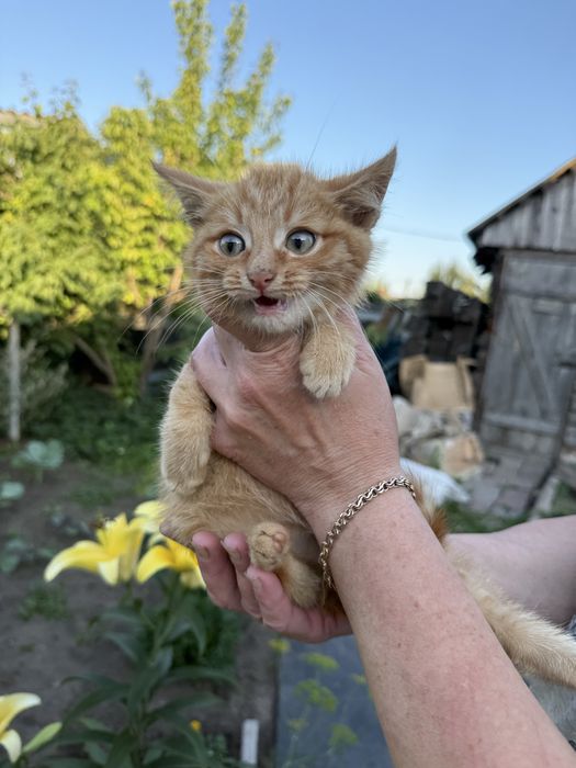 Котенок в добрые и любящие руки
