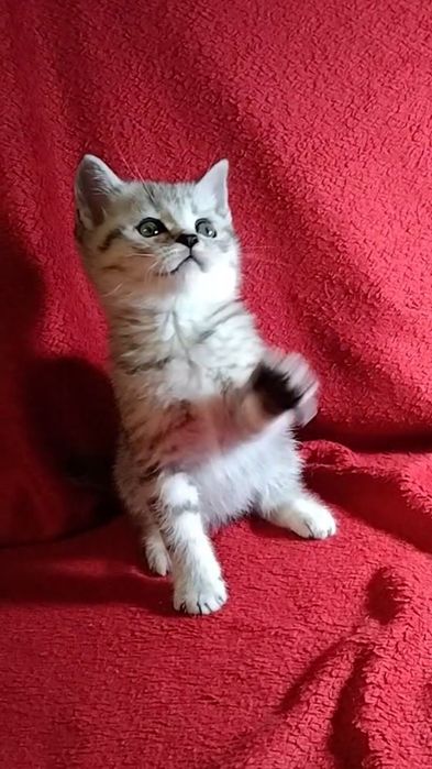 Шотландские прямоухие котята