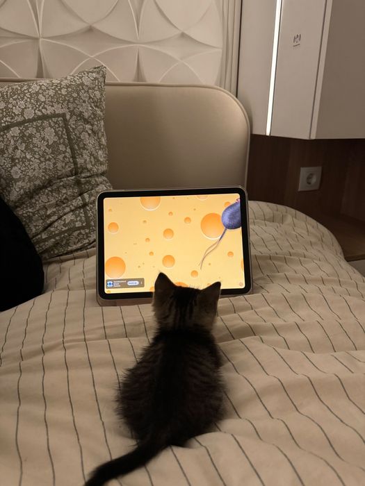 Котенок бесплатно