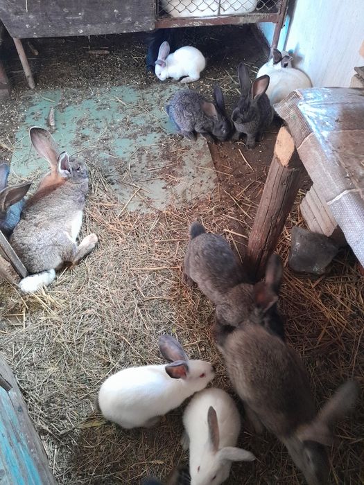 Iepuri urias  german și urias de Transilvania