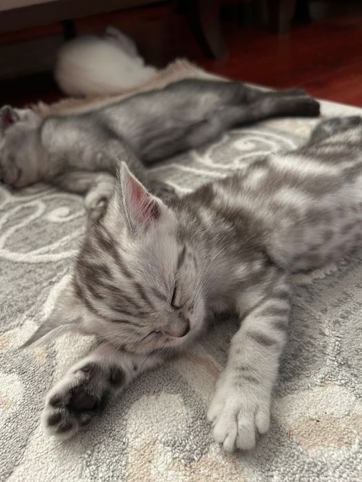 Котята шотландский вислоухие