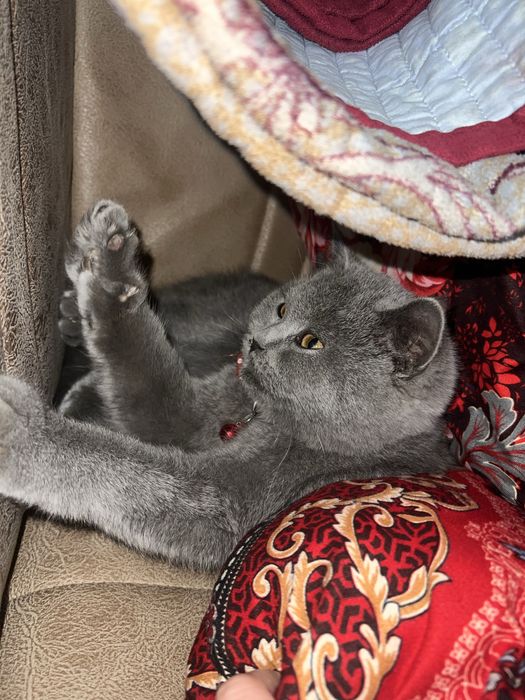 Skotsh britsh toza zotli