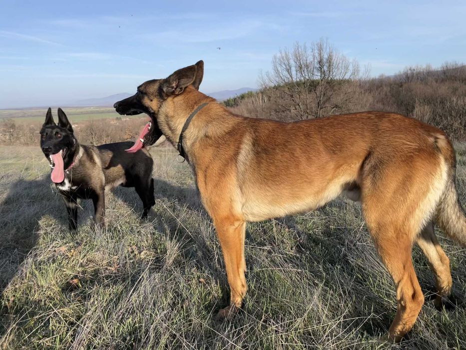 Малиноа, Белгийска Овчарка