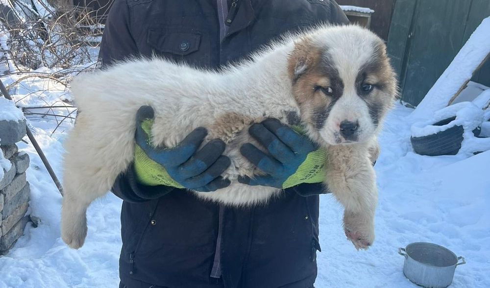 Щенки алабая возраст 2 мес