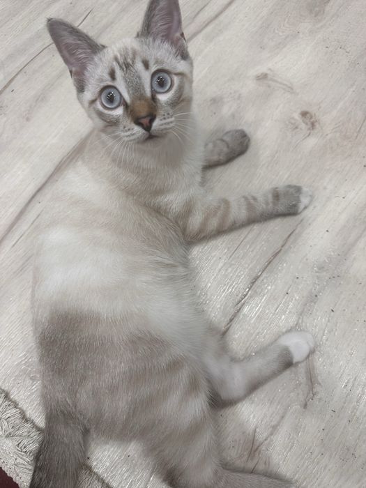 Отдам в хорошие руки кота