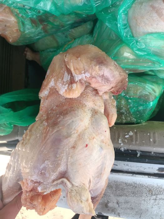 Продам туш курей