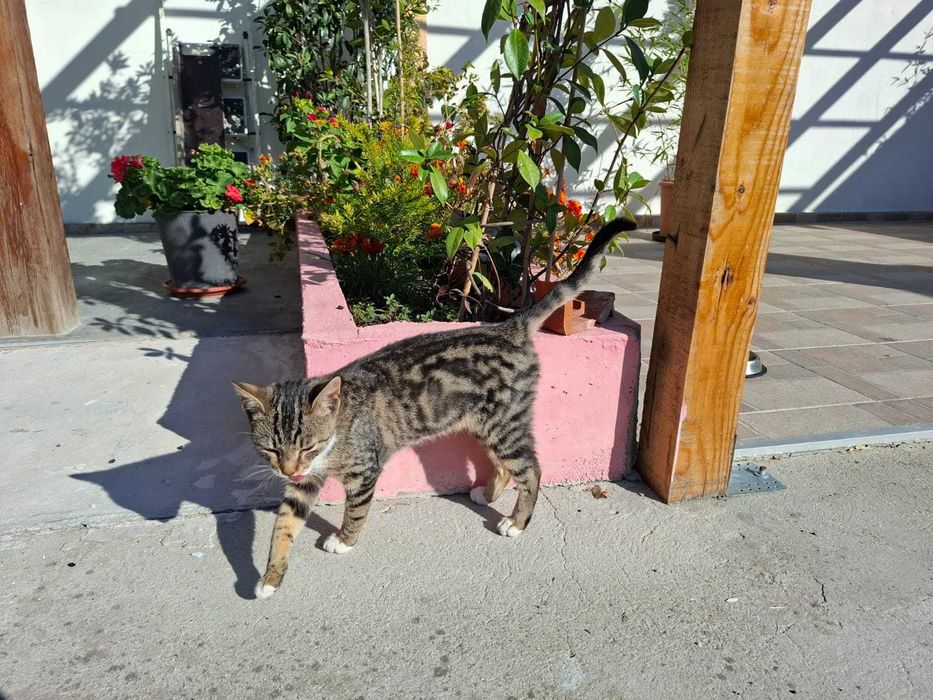 Спешно си търся нов дом, мила съм, обезпаразитена и много чиста.