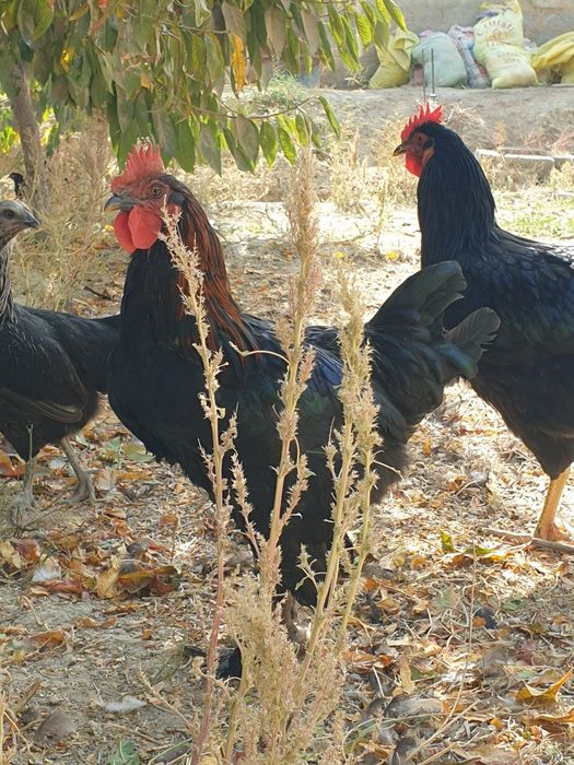 Xurozlar  петухи