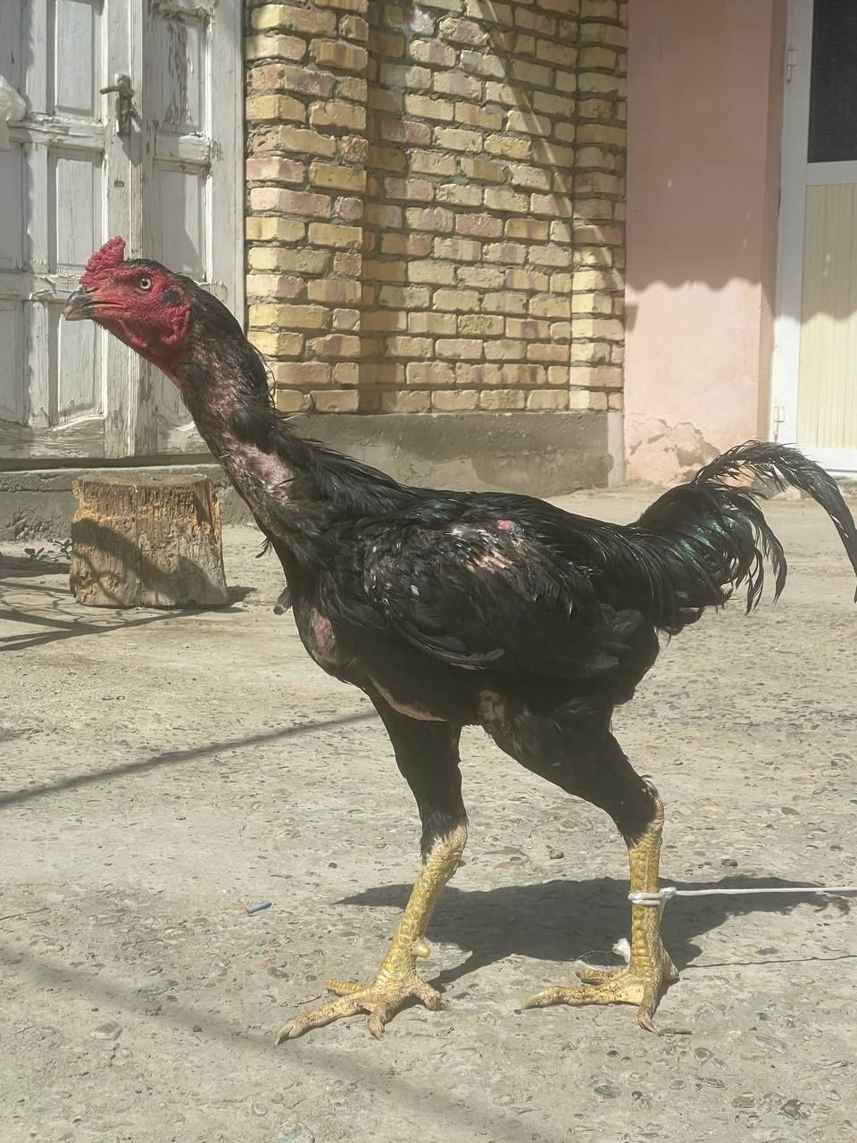 Дакан