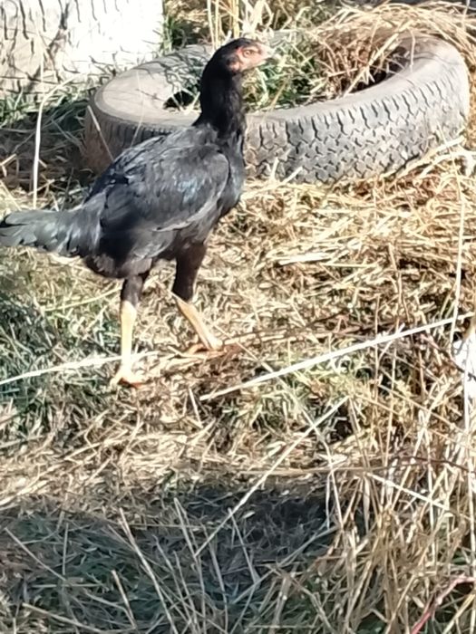 Даканки мартовские