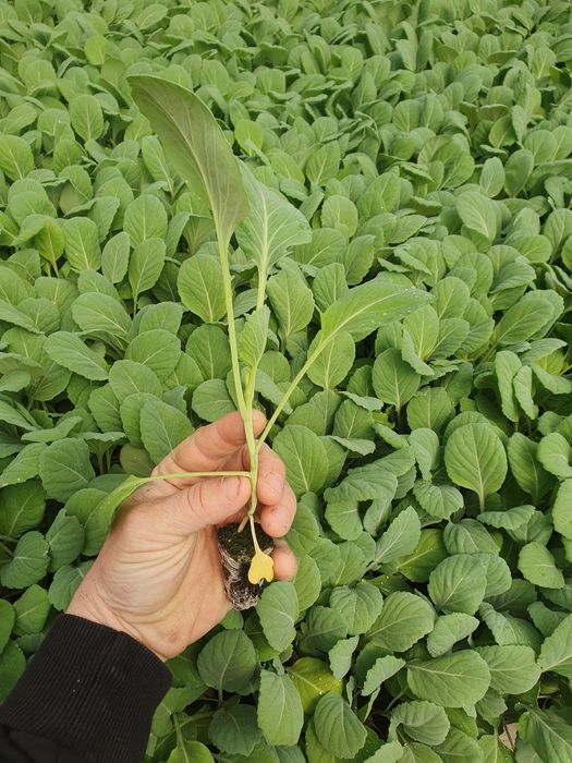 Rasad varza Victoria F1