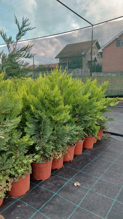 Leylandii / Laur englezes / Photinia / Gold Rider