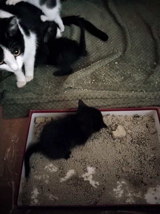 Отдам котят в хорошие руки