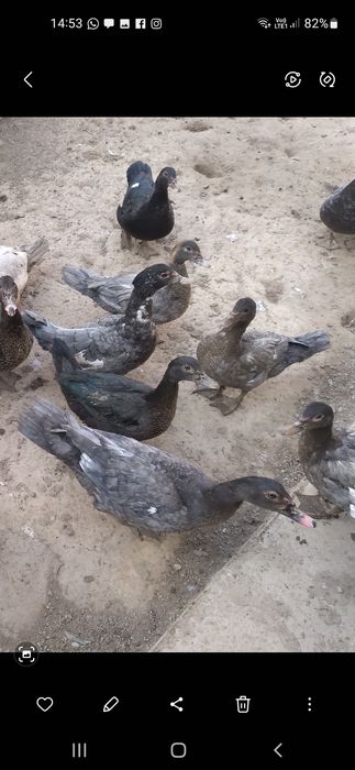 Индо-уткий 18 шт .