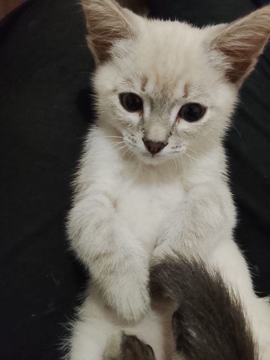 Отдам котенка в добрые руки. Мальчик