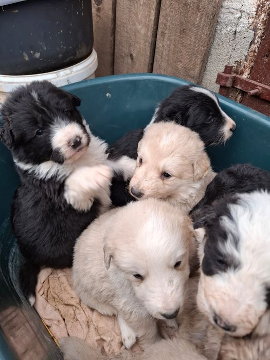 Căței de talie mare