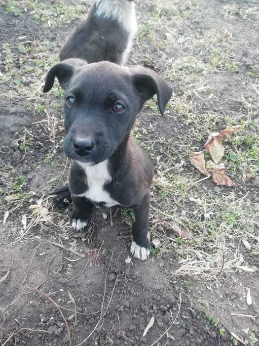 Щенкам нужен дом!