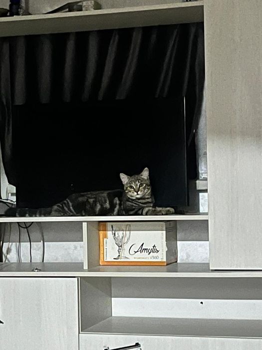 Пропал кот возраст год