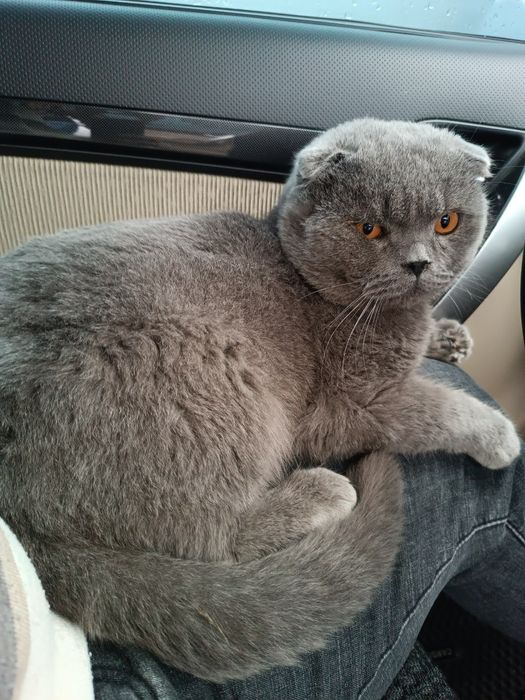 Mushuk skotch fold lisi