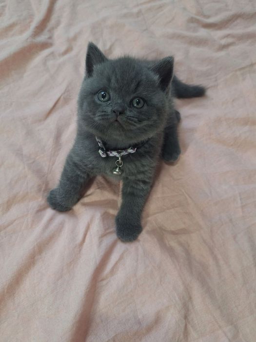 Вязка Чистокровный британский короткошерстный кот