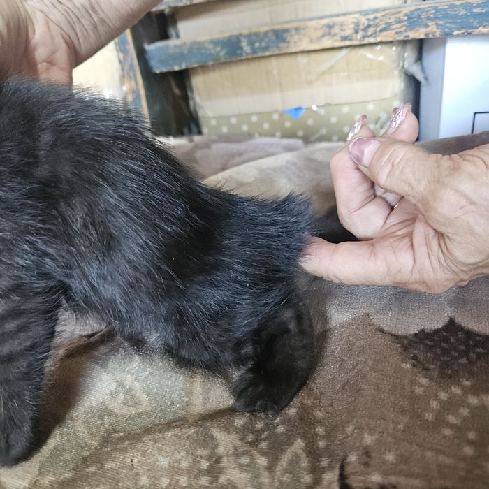Котята (осталось 4)