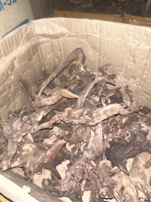 Коряги разного размера и вида