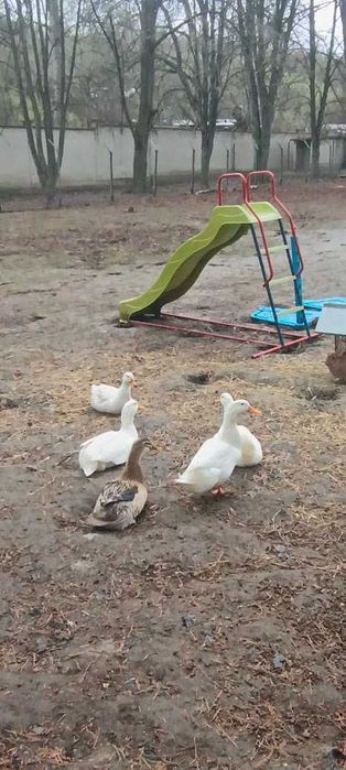 Продавам зайци, петли и патици за консумация + декоративно козле