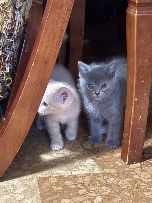 отдам котят в хорошие руки