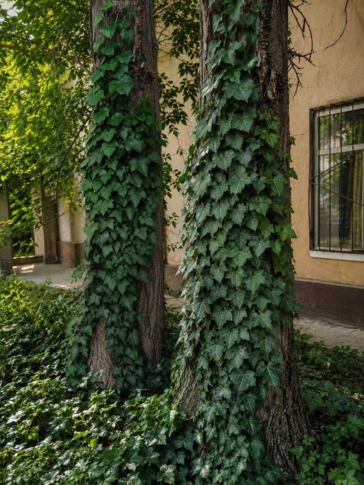 Плющ вечно зелёный