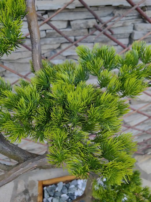 Ръчно изработен японски стил бонсай уникат.