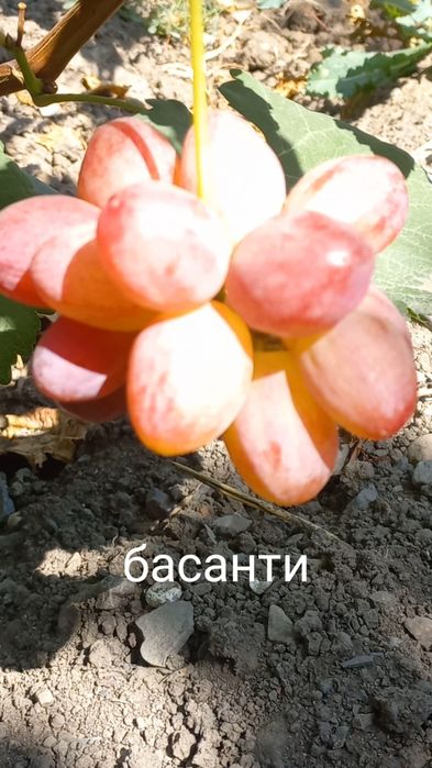 Продам черенки и саженцы винограда